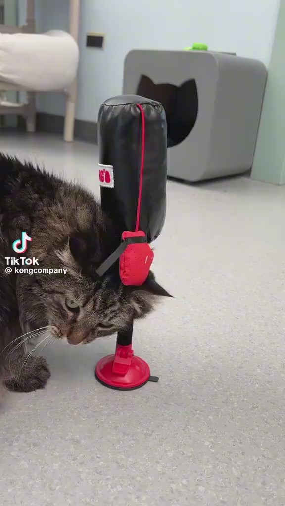 KEDİ BOKS TORBASI