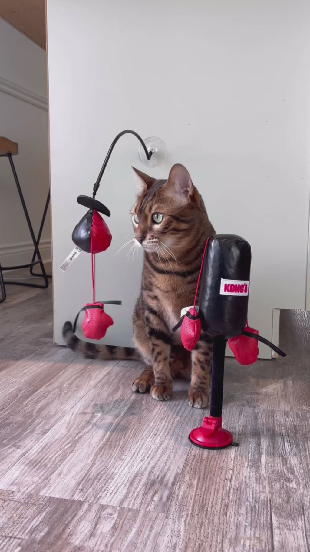 KEDİ BOKS TORBASI